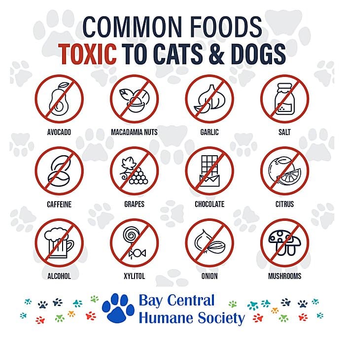Toxic Food for Pets Magnet